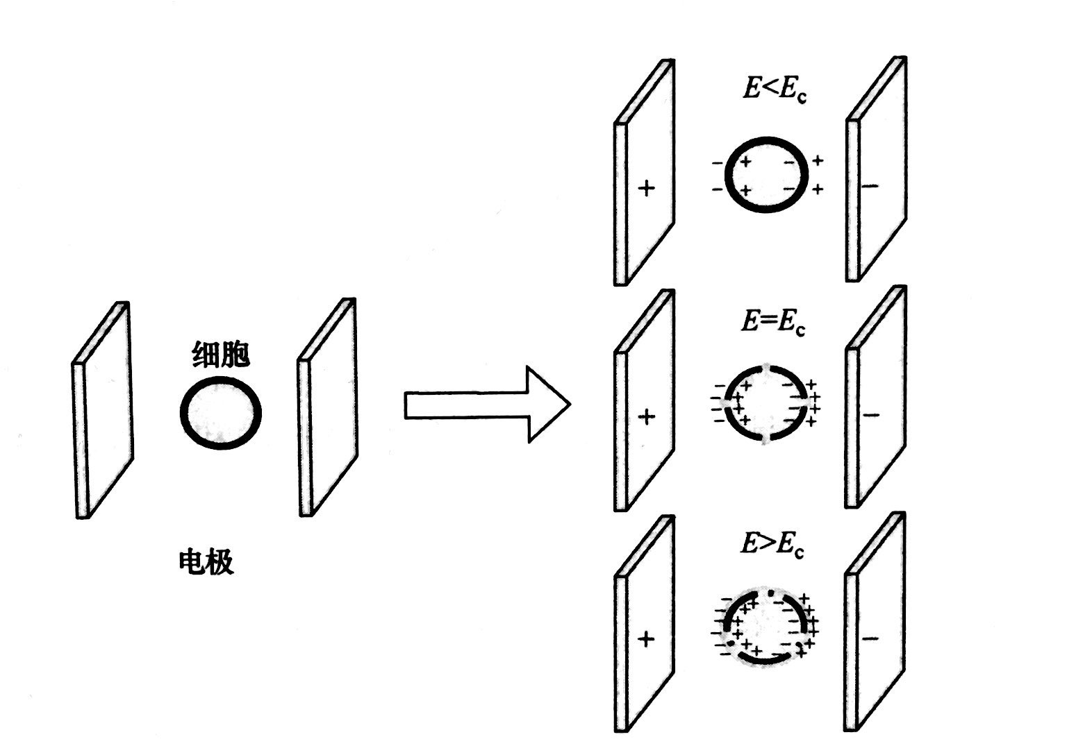 PEF等離子處理的基本原理和典型模型，普樂斯等離子體清洗機(jī)介紹