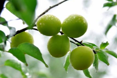 芒種時(shí)節(jié)，習(xí)俗不“盲”-普樂斯等離子清洗機(jī)