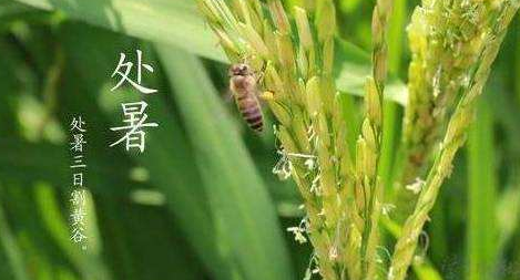明日處暑，秋涼漸至-普樂(lè)斯等離子清洗機(jī)